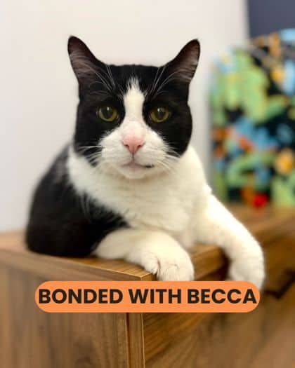 Pepe - Domestic Shorthair/Mix cat available for adoption at Humane Society London & Middlesex in London