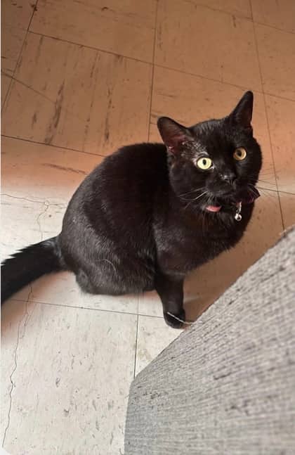 Bynx - Domestic Shorthair/Mix cat available for adoption at Humane Society London & Middlesex in London
