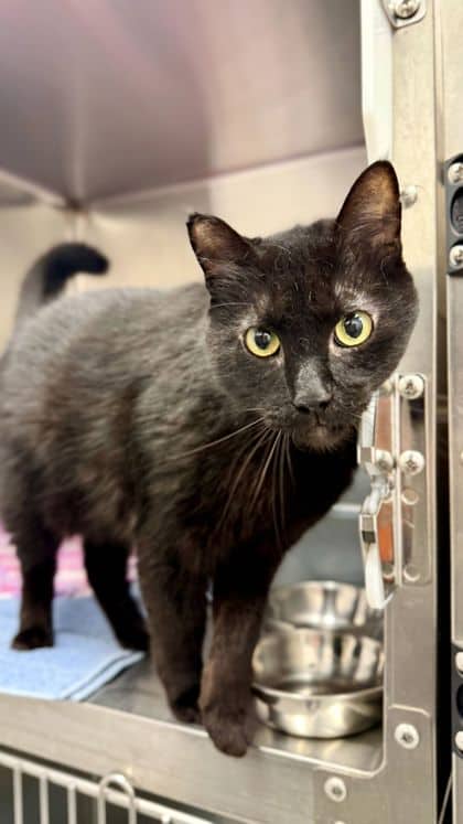 Reggie - Domestic Shorthair/Mix available for adoption