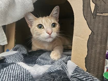 Jerry - Domestic Shorthair/Mix cat available for adoption at Humane Society London & Middlesex in London