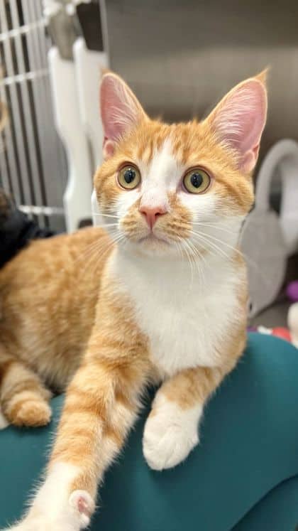 Bernie - Domestic Shorthair/Mix available for adoption