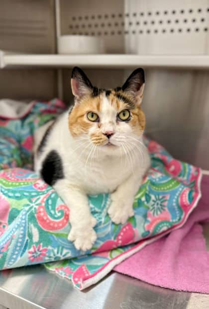 Ginger - Domestic Shorthair/Mix available for adoption