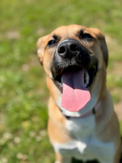 Hazel - Mixed Breed available for adoption