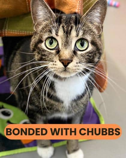 Tiga - Domestic Shorthair/Mix cat available for adoption at Humane Society London & Middlesex in London