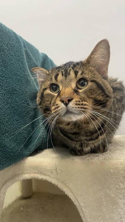 Maple - Domestic Shorthair/Mix cat available for adoption at Humane Society London & Middlesex in London