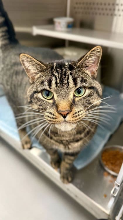 Chester - Domestic Shorthair/Mix cat available for adoption at Humane Society London & Middlesex in London