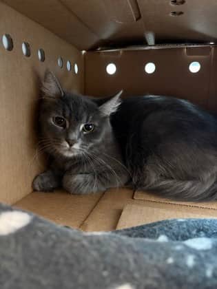 Tami Cloud - Domestic Medium Hair/Mix cat available for adoption at Humane Society London & Middlesex in London