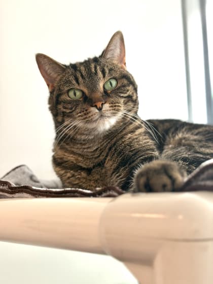 Bridget - Domestic Shorthair/Mix cat available for adoption at Humane Society London & Middlesex in London