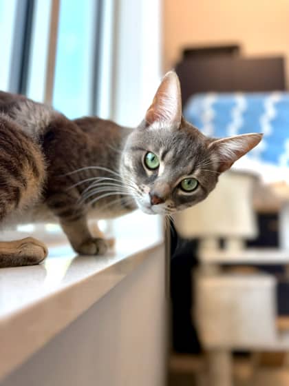 Tommy - Domestic Shorthair/Mix cat available for adoption at Humane Society London & Middlesex in London