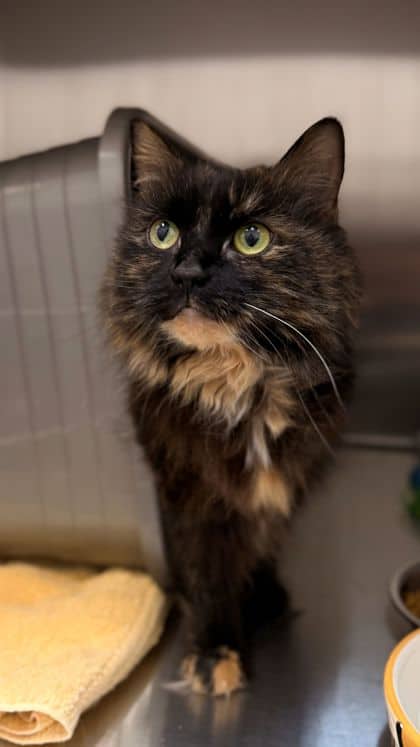 Lana - Domestic Longhair/Mix cat available for adoption at Humane Society London & Middlesex in London
