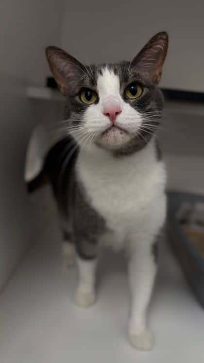Buddy - Domestic Shorthair/Mix cat available for adoption at Humane Society London & Middlesex in London