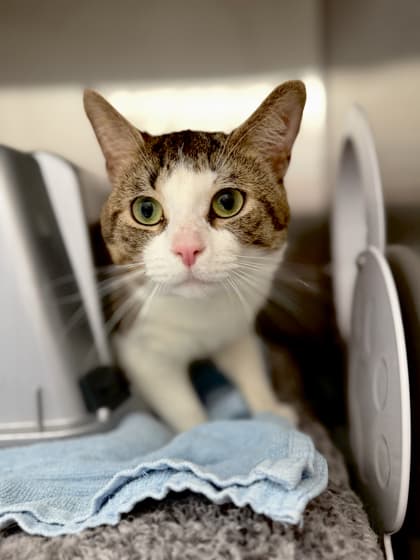 Runtless - Domestic Shorthair/Mix cat available for adoption at Humane Society London & Middlesex in London