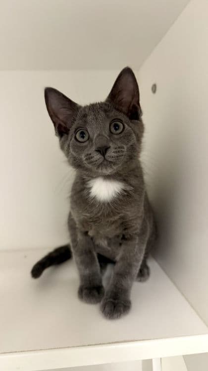 Muck - Domestic Shorthair/Mix available for adoption