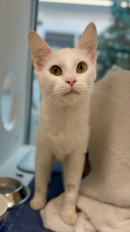 Seattle - Domestic Shorthair/Mix cat available for adoption at Humane Society London & Middlesex in London