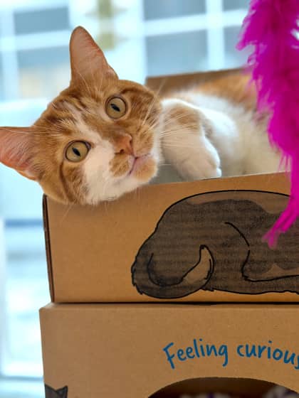 Shoup - Domestic Shorthair/Mix available for adoption