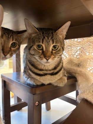 Stripey - Bengal/Mix available for adoption