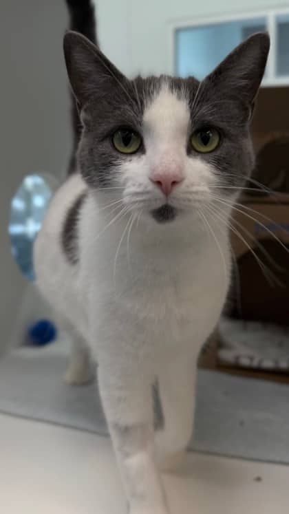 Hensley - Domestic Shorthair/Mix cat available for adoption at Humane Society London & Middlesex in London