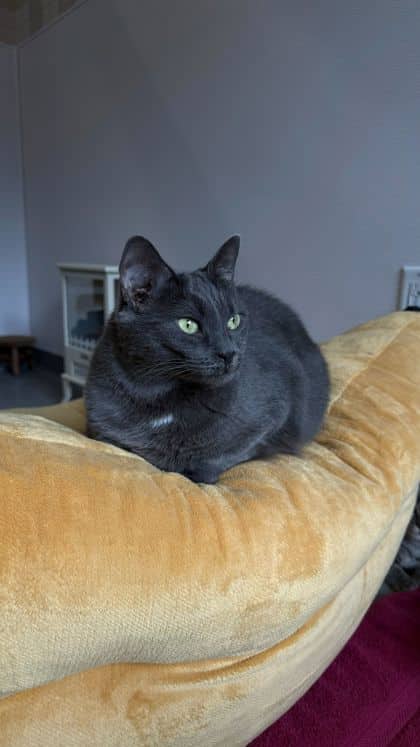 Frida - Domestic Shorthair/Mix cat available for adoption at Humane Society London & Middlesex in London