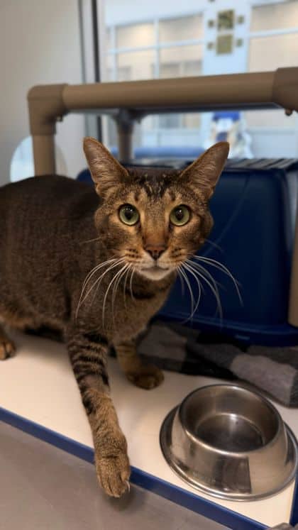 Ranger - Bengal/Mix cat available for adoption at Humane Society London & Middlesex in London