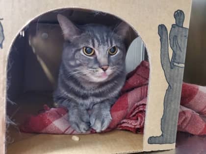 Benny - Domestic Shorthair/Mix cat available for adoption at Humane Society London & Middlesex in London