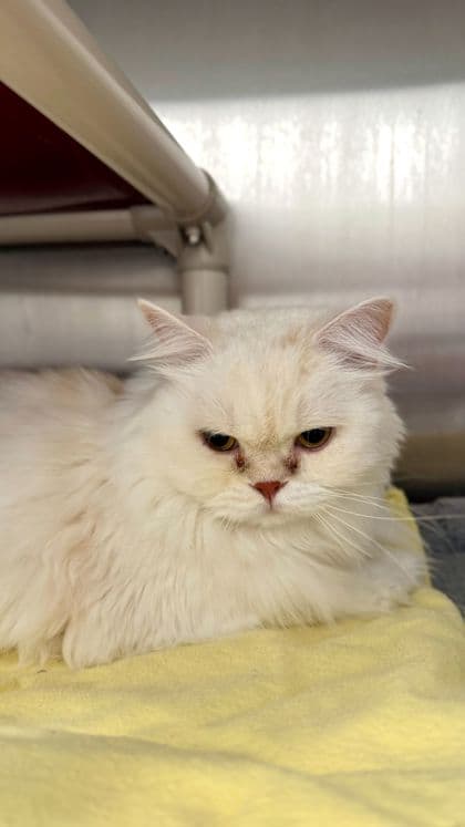 Latte - Persian/Mix available for adoption