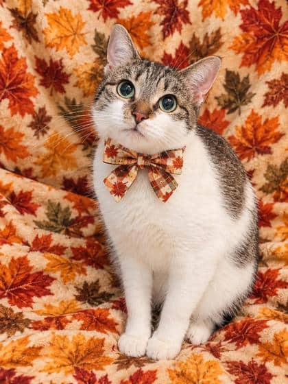 Kiki - Domestic Shorthair/Mix cat available for adoption at Cambridge & District Humane Society in Cambridge