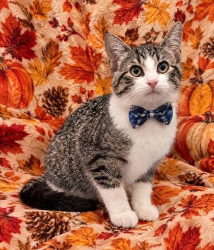 Tarzan - Domestic Shorthair/Mix cat available for adoption at Cambridge & District Humane Society in Cambridge