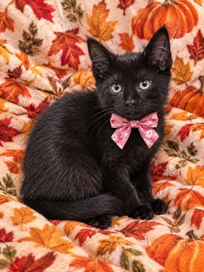 Rylee - Domestic Shorthair/Mix available for adoption