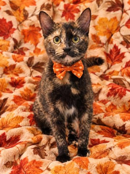 Gingersnap - Domestic Shorthair/Mix cat available for adoption at Cambridge & District Humane Society in Cambridge