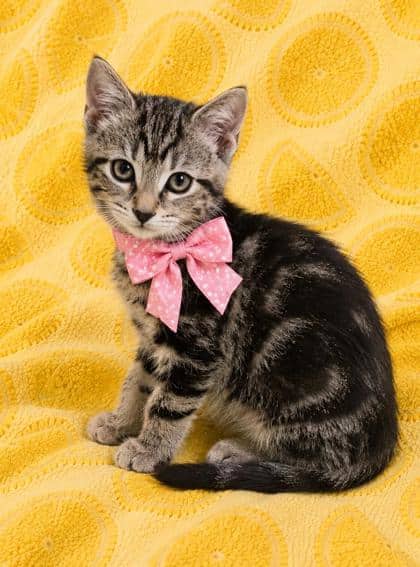 Karen - Domestic Shorthair/Mix cat available for adoption in Ontario
