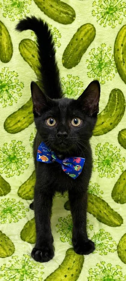 Milton - Domestic Shorthair/Mix cat available for adoption at Cambridge & District Humane Society in Cambridge