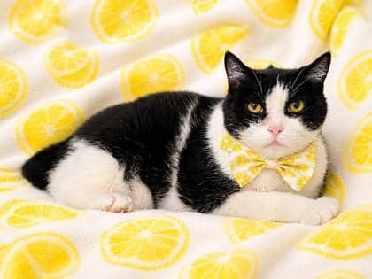 Mookie - Domestic Shorthair/Mix cat available for adoption in Calgary