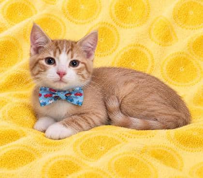 Soda Pop - Domestic Shorthair/Mix cat available for adoption at Cambridge & District Humane Society in Cambridge