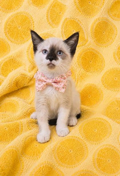 Pearl - Domestic Shorthair/Siamese cat available for adoption at Cambridge & District Humane Society in Cambridge
