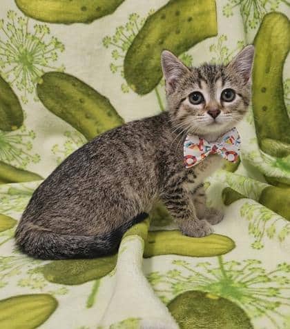Oprah - Domestic Shorthair/Mix cat available for adoption at Cambridge & District Humane Society in Cambridge