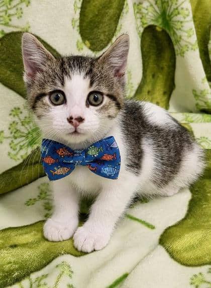 Maury - Domestic Shorthair/Mix cat available for adoption at Cambridge & District Humane Society in Cambridge