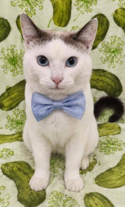 Fitz - Domestic Shorthair/Siamese cat available for adoption in Ontario
