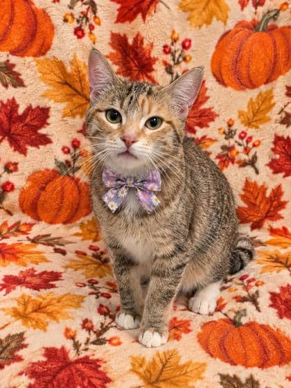 Caramel - Domestic Shorthair/Mix cat available for adoption at Cambridge & District Humane Society in Cambridge