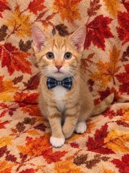 Candy Corn - Domestic Shorthair/Mix cat available for adoption at Cambridge & District Humane Society in Cambridge