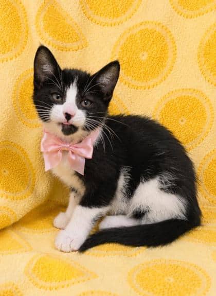 Mrs Puff - Domestic Shorthair/Mix available for adoption