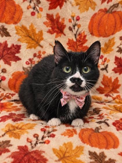 Rogue - Domestic Shorthair/Mix cat available for adoption at Cambridge & District Humane Society in Cambridge