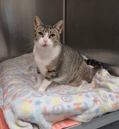 Alani - Domestic Shorthair/Mix available for adoption