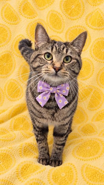 Sage - Domestic Shorthair/Mix cat available for adoption in Calgary