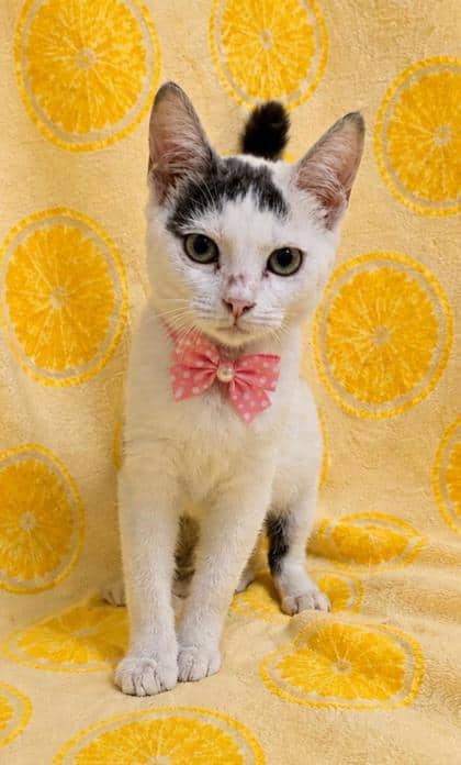 Arya - Domestic Shorthair/Mix cat available for adoption at Cambridge & District Humane Society in Cambridge