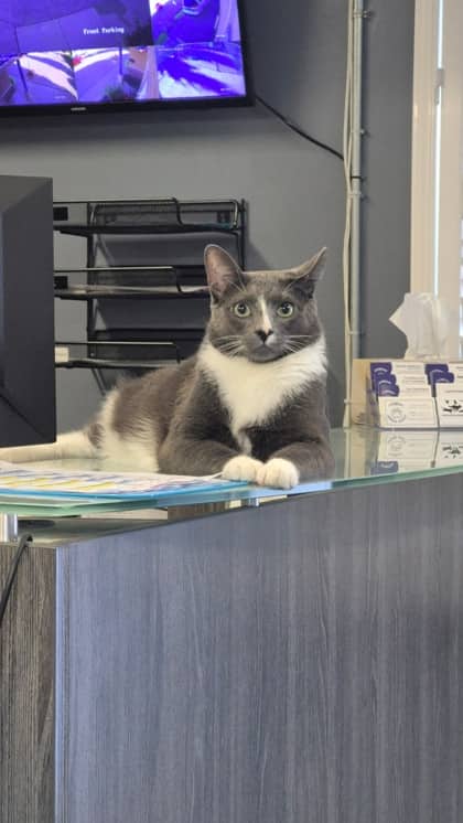 Smokey - Domestic Shorthair/Mix available for adoption