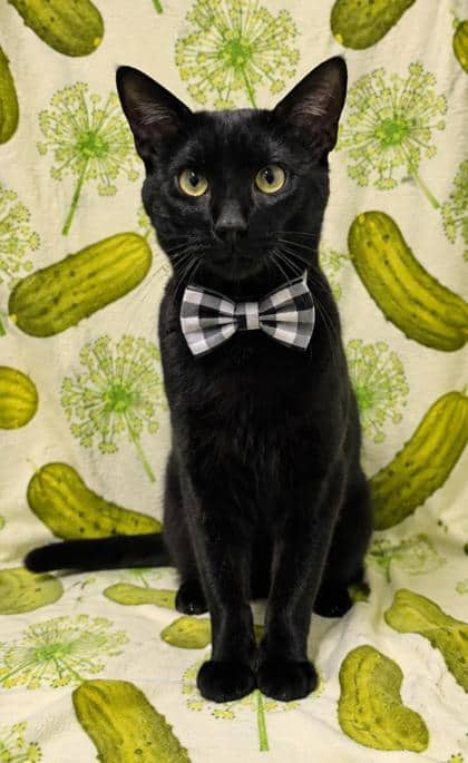 Mighty Joe - Domestic Shorthair/Mix cat available for adoption at Cambridge & District Humane Society in Cambridge