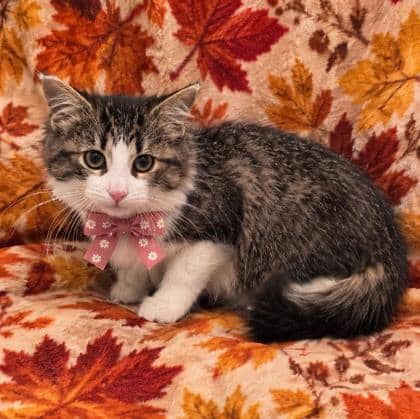 Jane - Domestic Medium Hair/Mix cat available for adoption at Cambridge & District Humane Society in Cambridge