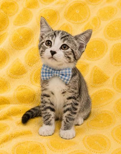 Patrick - Domestic Shorthair/Mix cat available for adoption in Ontario