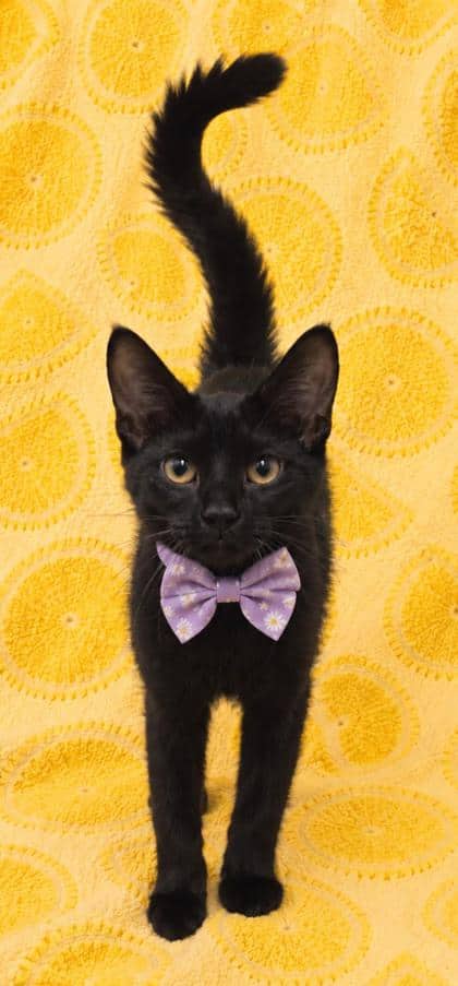 Gabby - Domestic Shorthair/Mix cat available for adoption at Cambridge & District Humane Society in Cambridge