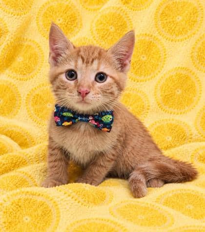 Dallas - Domestic Shorthair/Mix cat available for adoption at Cambridge & District Humane Society in Cambridge